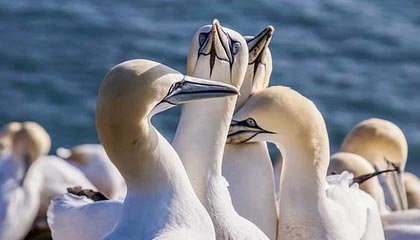 哈兰德帽子戏法 曼城大胜利物浦晋级足总杯四强