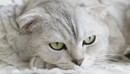 直击F1中国大奖赛首日，各地车迷背“痛包”应援，座无虚席预计三天到场23万人